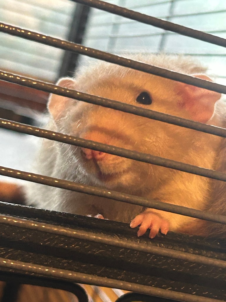 cute smiling rat