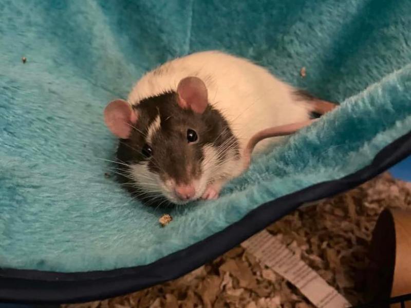 What is a Heart&nbsp;Rat?