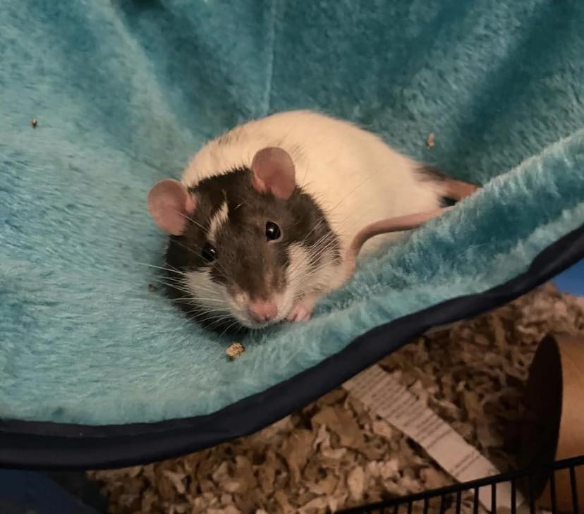 heart rat named nobs