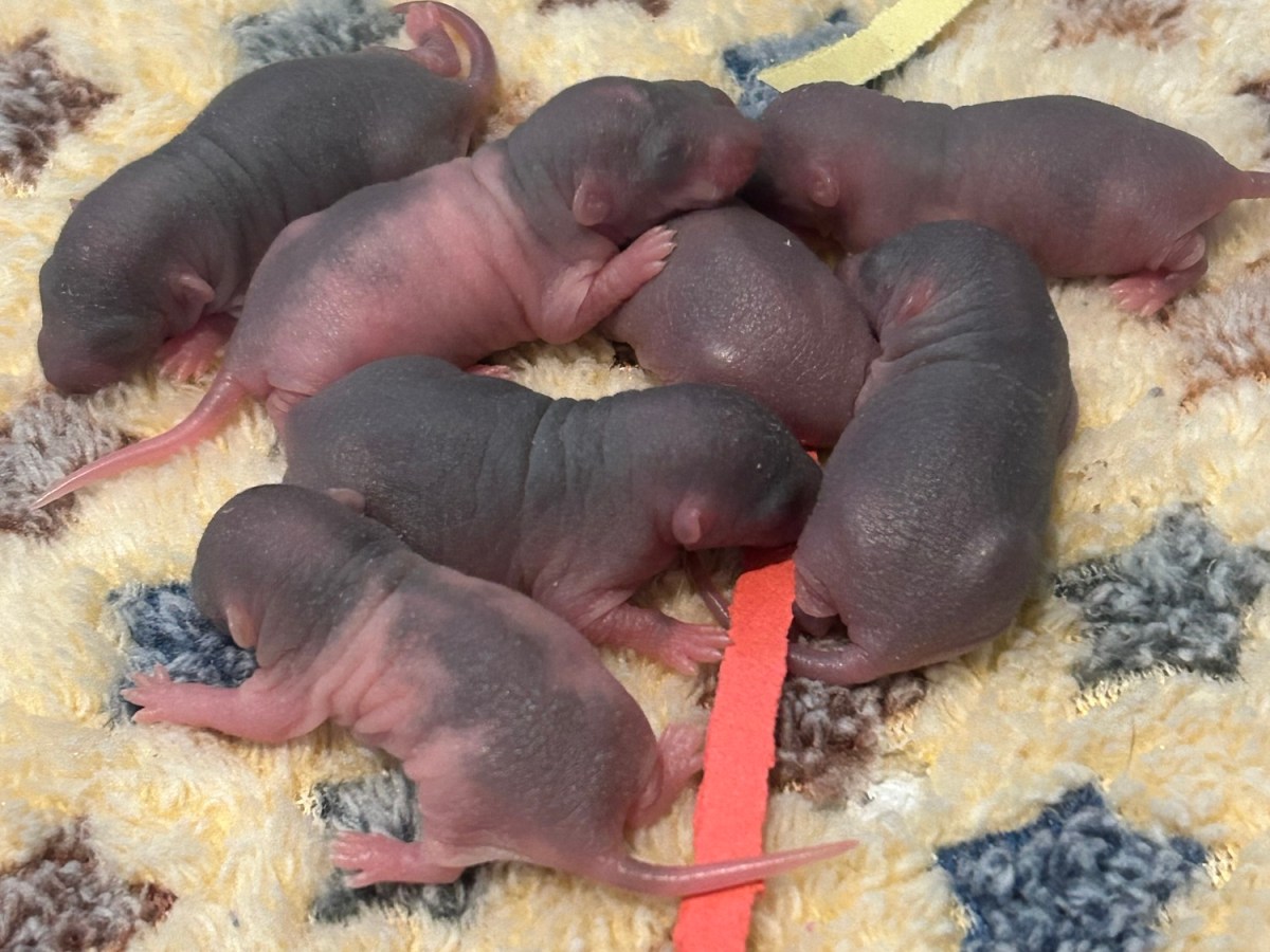 My Rat Just Unexpectedly Had Babies, now&nbsp;what!?