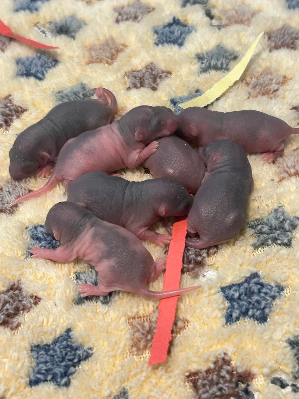 My Rat Just Unexpectedly Had Babies, now&nbsp;what!?