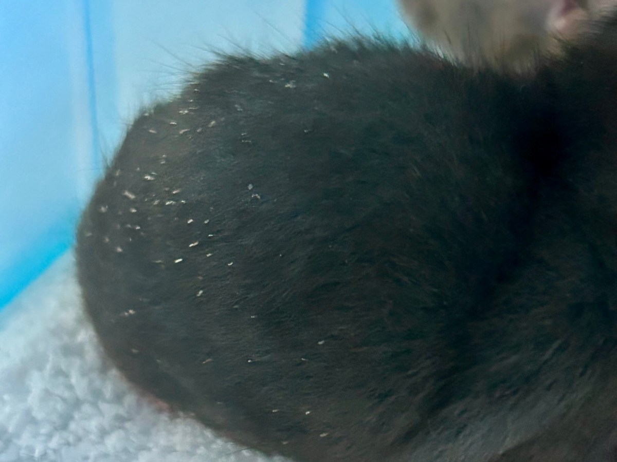 How to Treat Rat&nbsp;Mites