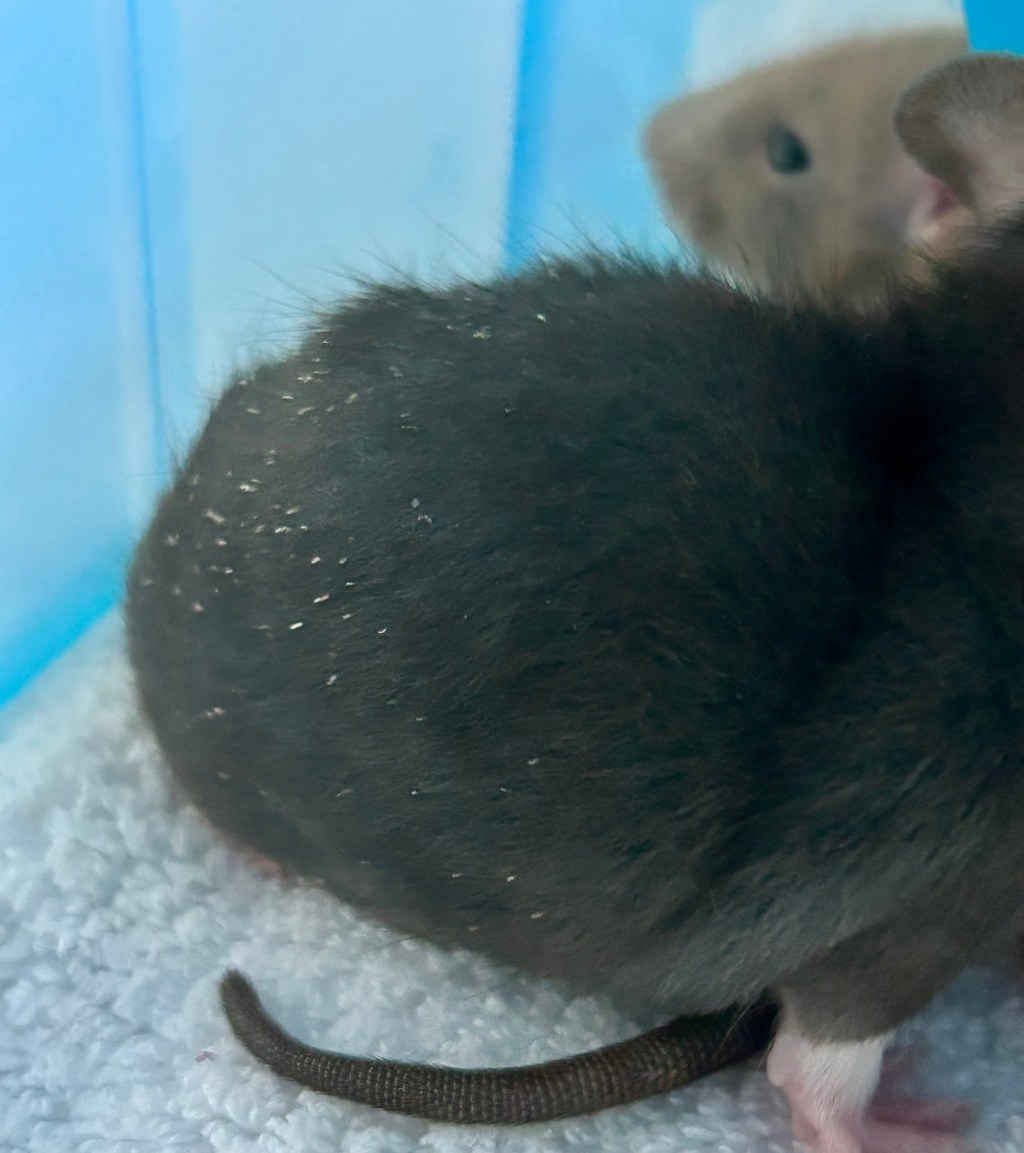 How to Treat Rat&nbsp;Mites