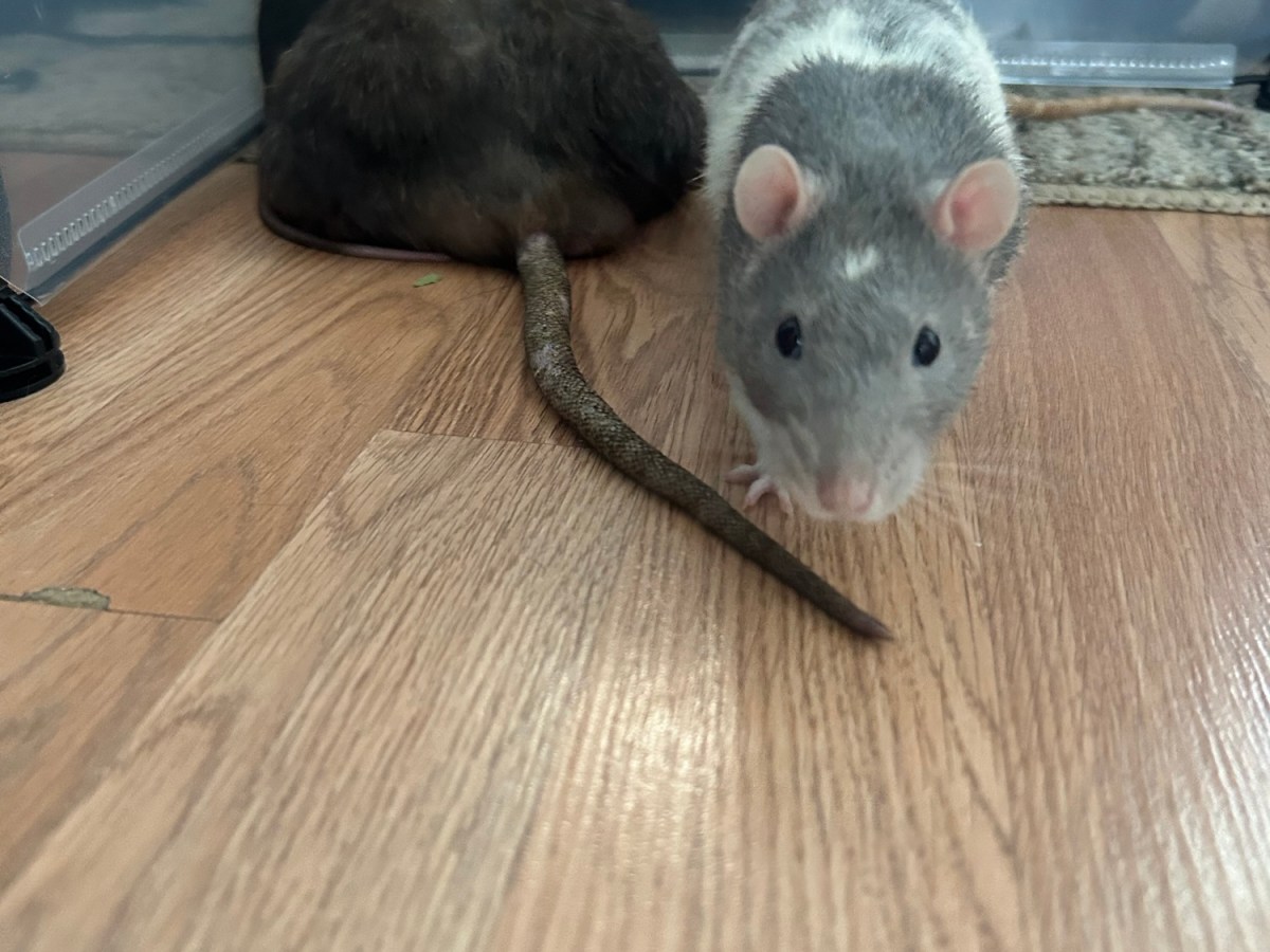 Best Way to Introduce Pet&nbsp;Rats