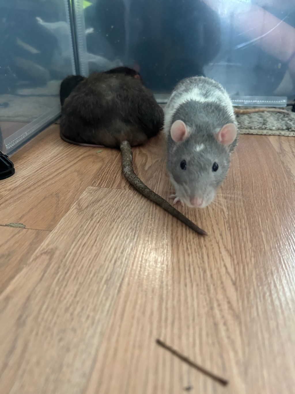Best Way to Introduce Pet Rats