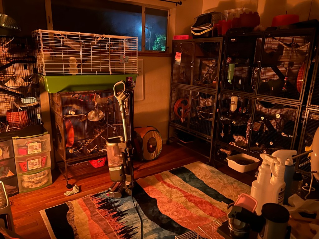 Take A Closer Look Inside Our Rat Room