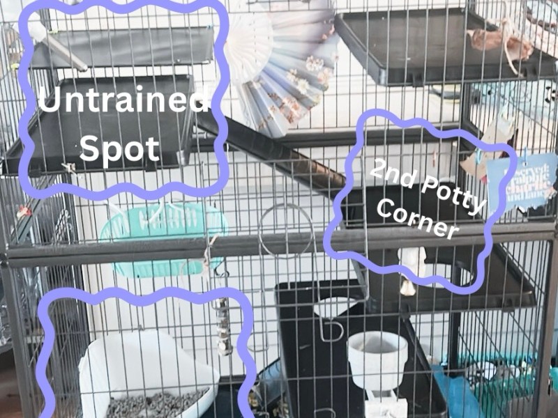 How Do You Litter Train a&nbsp;Rat?