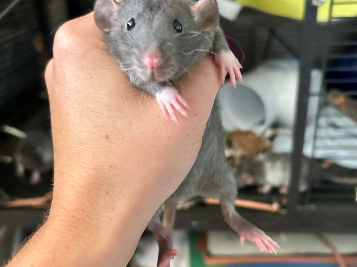 First Steps: Taking a New Rat&nbsp;Home
