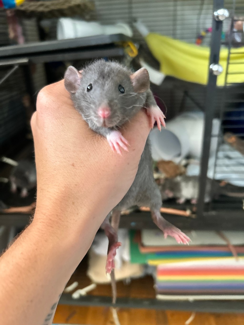 First Steps: Taking a New Rat Home