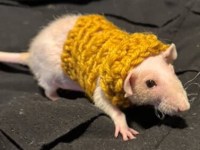 Emotional Support Animal Advice for Pet&nbsp;Rats