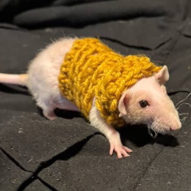 Emotional Support Animal Advice for Pet&nbsp;Rats