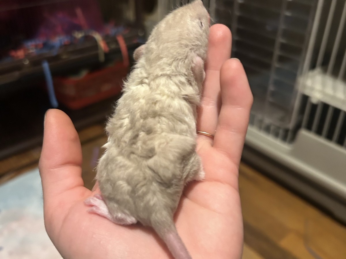 Learn How To Identify A Rat (Breeding&nbsp;Vocabulary)