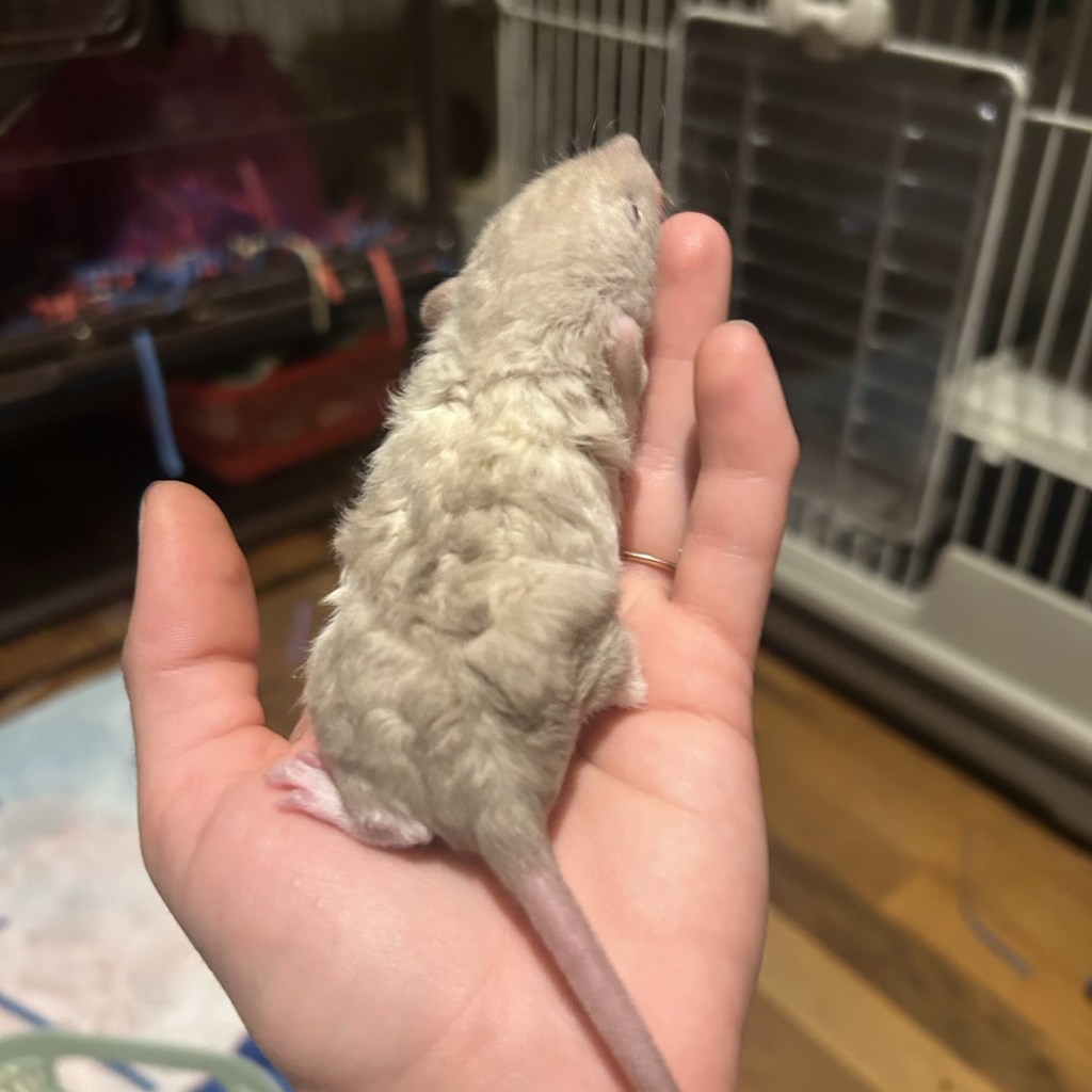 Learn How To Identify A Rat (Breeding Vocabulary)